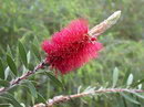 Crimson Bottlebrush